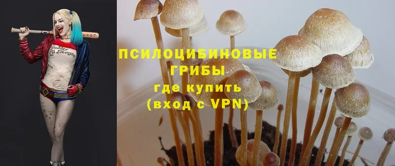 Галлюциногенные грибы Psilocybe Катайск